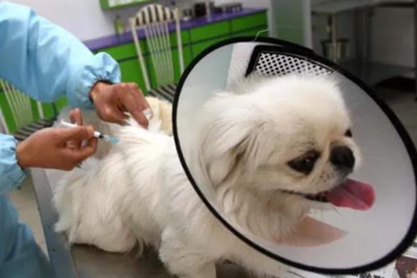 犬瘟的后遗症，会出现摇头、抽搐等神经性症状