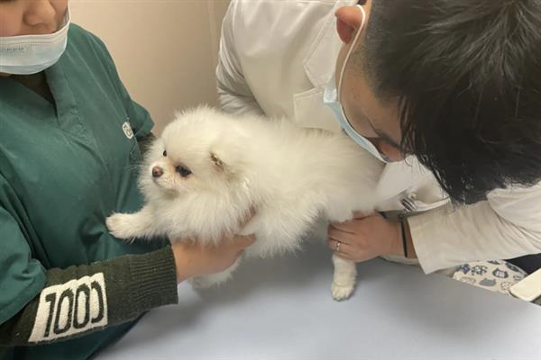犬瘟的后遗症，会出现摇头、抽搐等神经性症状
