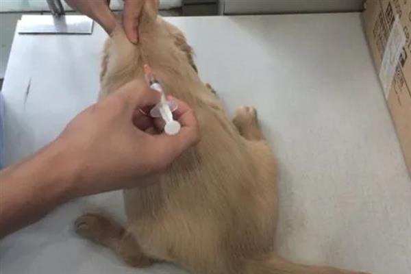 犬瘟的后遗症，会出现摇头、抽搐等神经性症状