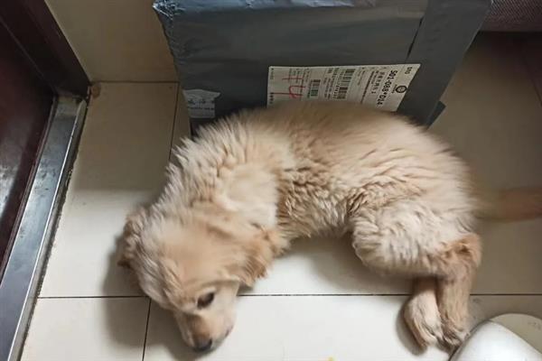 犬瘟的后遗症，会出现摇头、抽搐等神经性症状