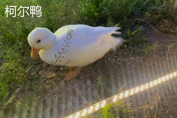 柯尔鸭有什么等级，分为S级、赛级、宠物级