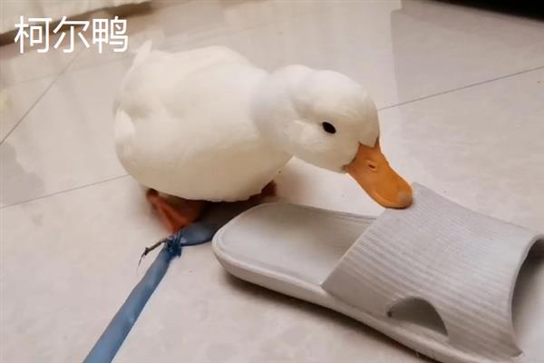 柯尔鸭有什么等级，分为S级、赛级、宠物级