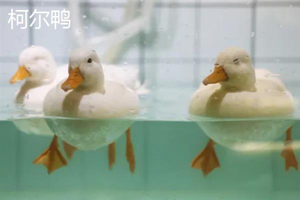 柯尔鸭有什么等级，分为S级、赛级、宠物级