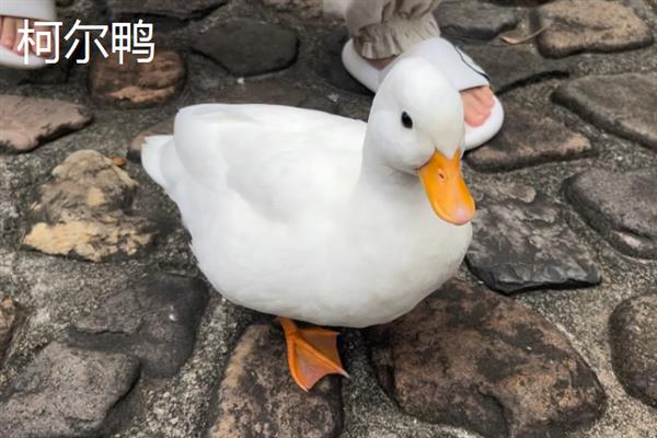 柯尔鸭有什么等级，分为S级、赛级、宠物级