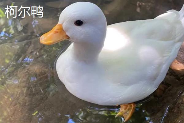 柯尔鸭有什么等级，分为S级、赛级、宠物级
