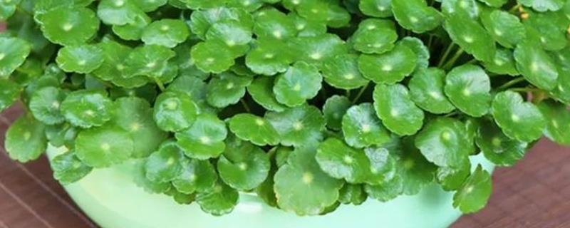 金钱草能水养吗，是可以水养的