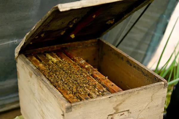 蜜蜂群里面出现棉虫怎么办，使用棉虫清木片、棉虫净等药物具有不错的治疗效果