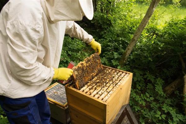 蜜蜂群里面出现棉虫怎么办，使用棉虫清木片、棉虫净等药物具有不错的治疗效果