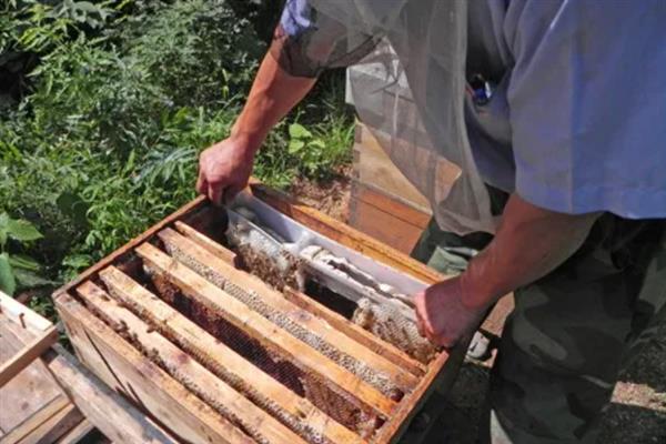 蜜蜂群里面出现棉虫怎么办，使用棉虫清木片、棉虫净等药物具有不错的治疗效果