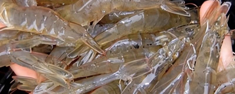 对虾的简介，是海产虾类中产量大的品种