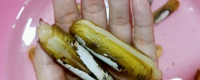 蛏苗有什么品种，常见品种有长竹蛏苗、竹蛏苗、缢蛏苗