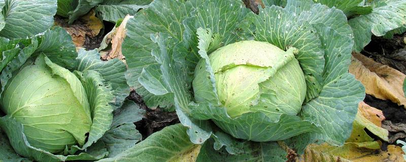 包菜何时施肥，移栽前、缓苗后、生长期均可施入