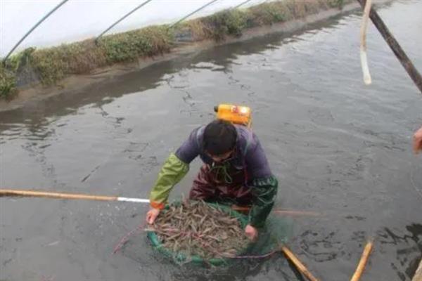 对虾的简介，是海产虾类中产量大的品种