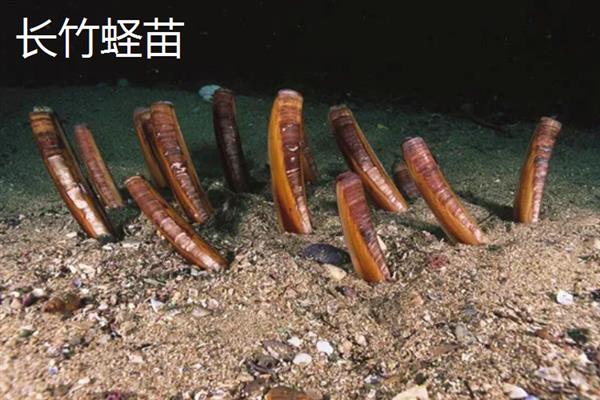 蛏苗有什么品种，