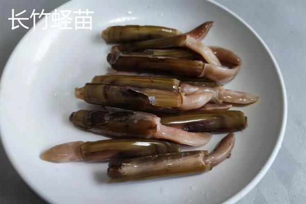 蛏苗有什么品种，