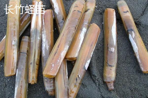 蛏苗有什么品种，