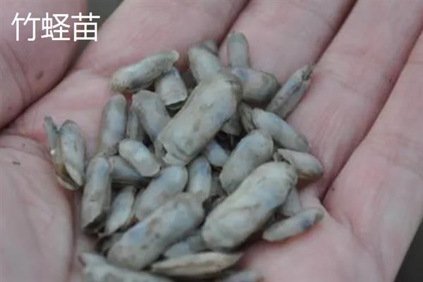 蛏苗有什么品种，