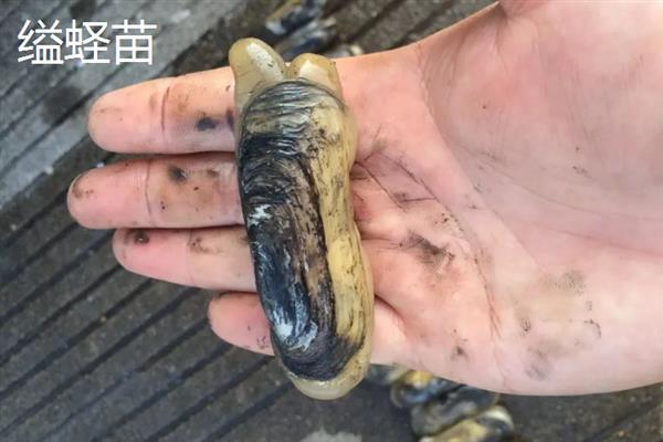 蛏苗有什么品种，