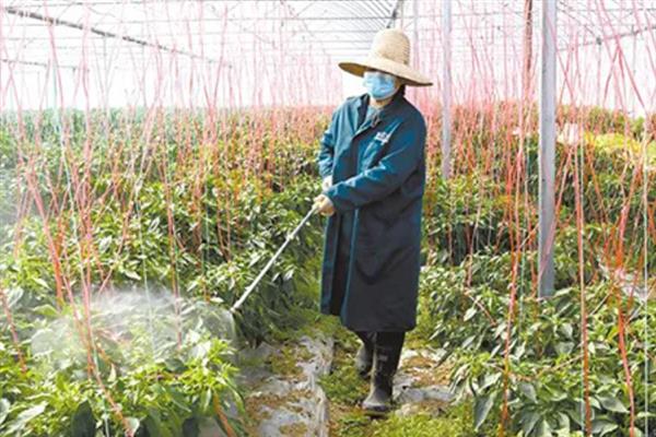 辣椒树焉了如何补救，需赶紧浇水