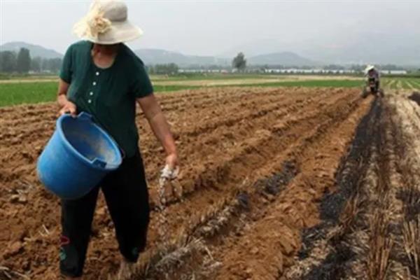 包菜何时施肥，移栽前、缓苗后、生长期均可施入