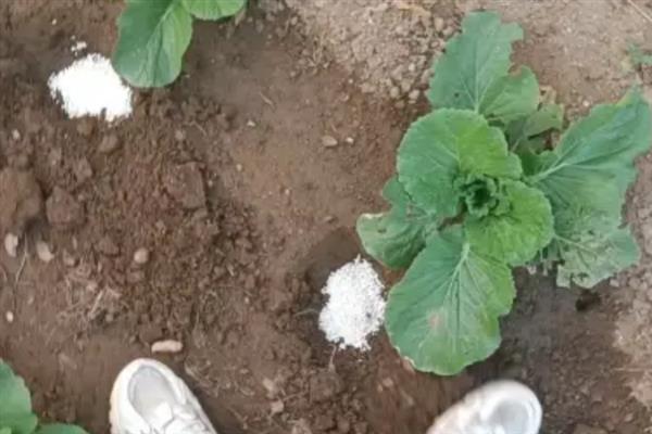 包菜何时施肥，移栽前、缓苗后、生长期均可施入