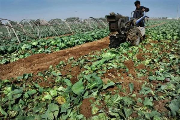 包菜何时施肥，移栽前、缓苗后、生长期均可施入