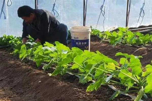 包菜何时施肥，移栽前、缓苗后、生长期均可施入
