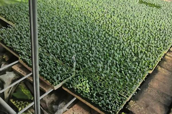 包菜何时施肥，移栽前、缓苗后、生长期均可施入