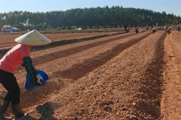 包菜何时施肥，移栽前、缓苗后、生长期均可施入