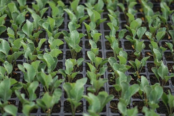 包菜何时施肥，移栽前、缓苗后、生长期均可施入