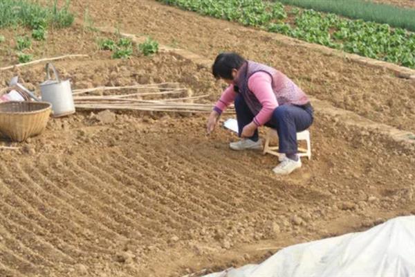 包菜何时施肥，移栽前、缓苗后、生长期均可施入