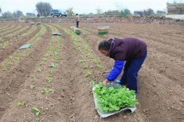 包菜何时施肥，移栽前、缓苗后、生长期均可施入