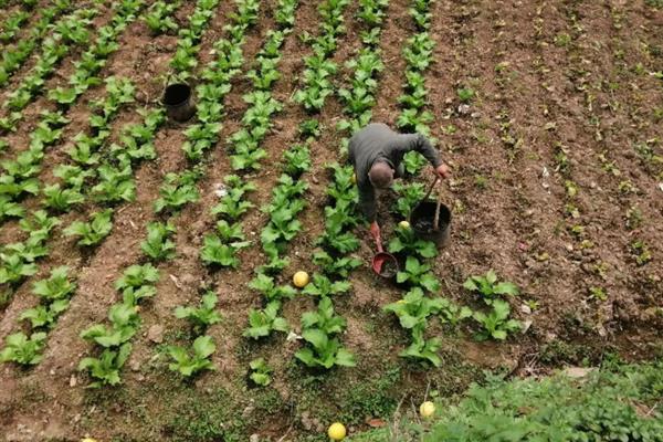 包菜何时施肥，移栽前、缓苗后、生长期均可施入