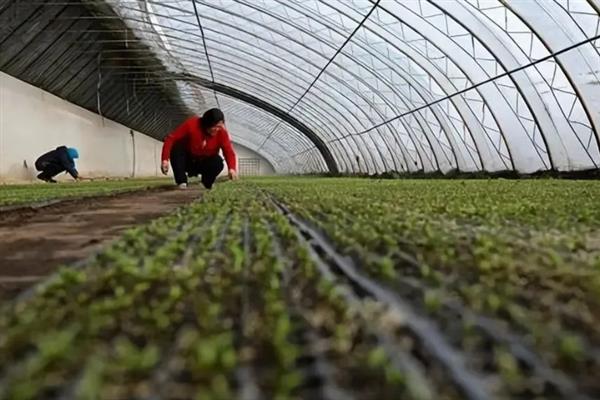 包菜何时施肥，移栽前、缓苗后、生长期均可施入