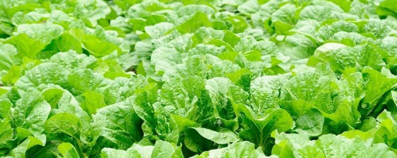小白菜施肥用哪种肥料，可使用氮钾磷肥