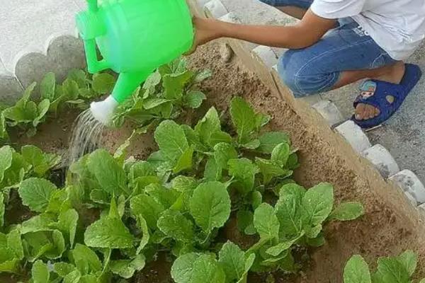 小白菜施肥用哪种肥料，可使用氮钾磷肥