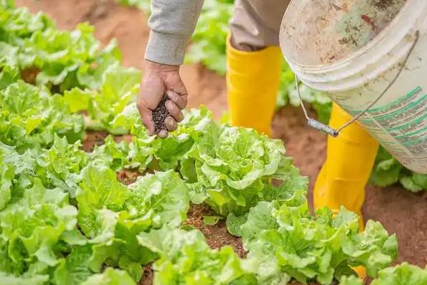 小白菜施肥用哪种肥料，可使用氮钾磷肥