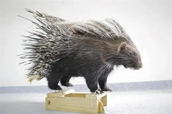 动物如何拔出豪猪的刺,只能向人类求助