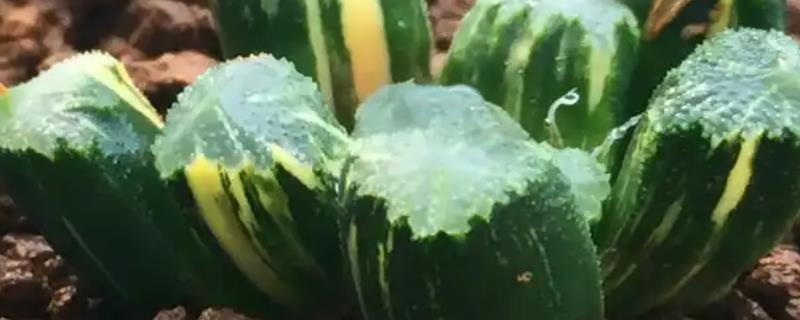 怎么养万象锦，生长期时每个月施肥一次