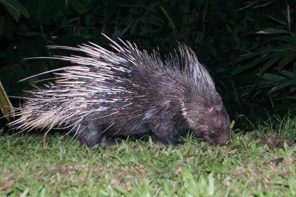 动物如何拔出豪猪的刺,只能向人类求助