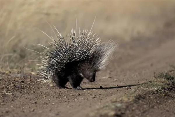 动物如何拔出豪猪的刺,只能向人类求助