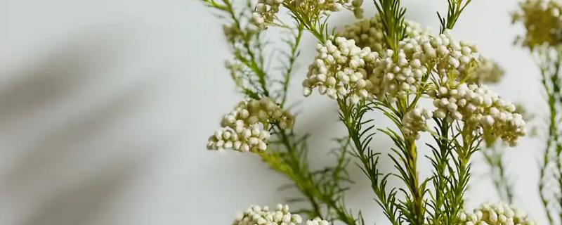 小米花有什么花语，具有喜悦的含义