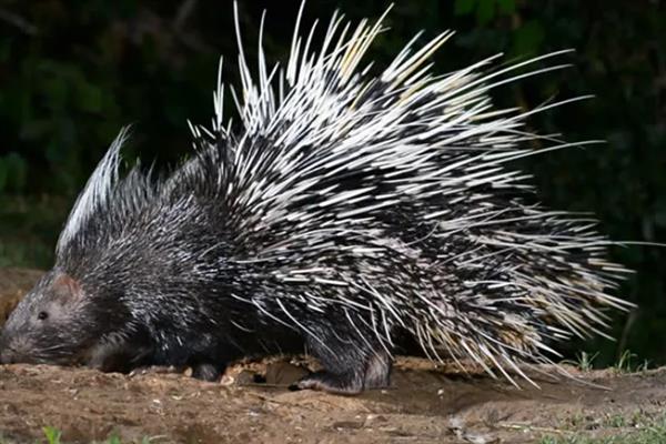 动物如何拔出豪猪的刺,只能向人类求助