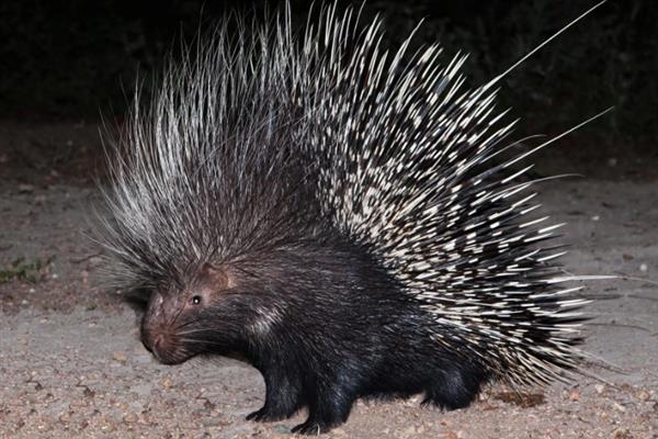 动物如何拔出豪猪的刺,只能向人类求助