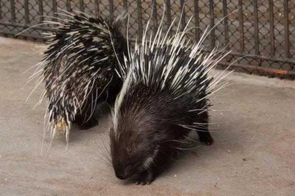 动物如何拔出豪猪的刺,只能向人类求助