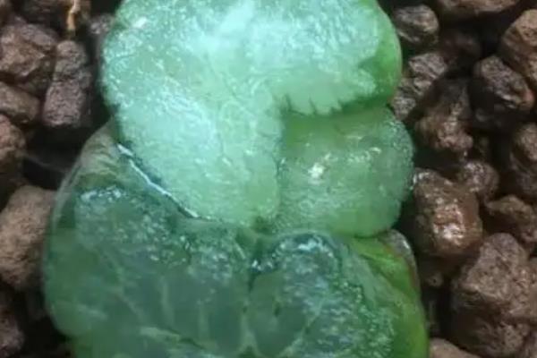 怎么养万象锦，生长期时每个月施肥一次