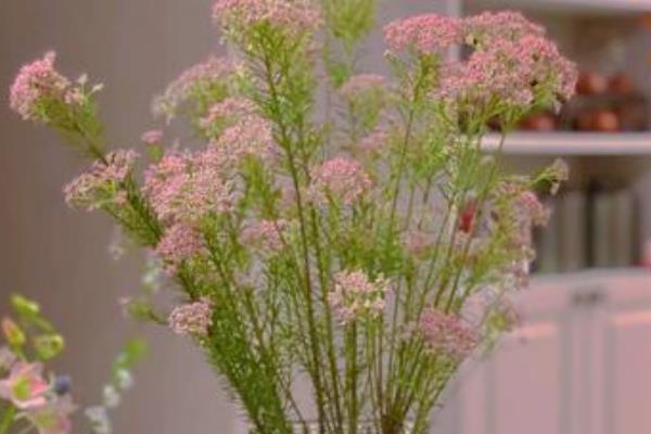 小米花有什么花语，具有喜悦的含义
