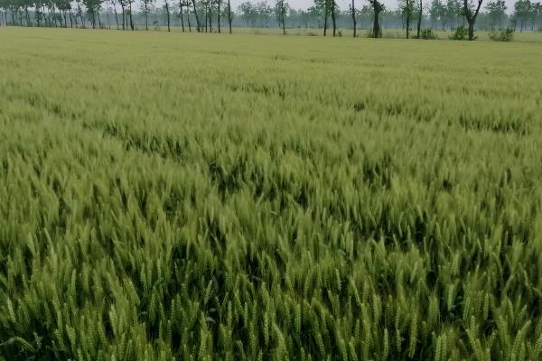 济麦38品种简介，成穗率为37.9%