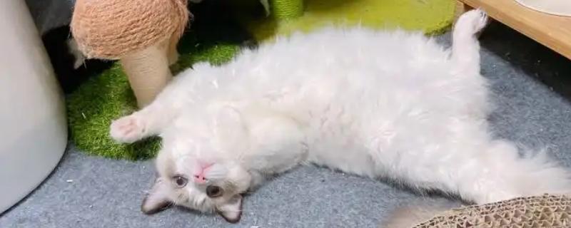 猫冠状病毒是怎么传播的，通过分泌物和排泄物传播