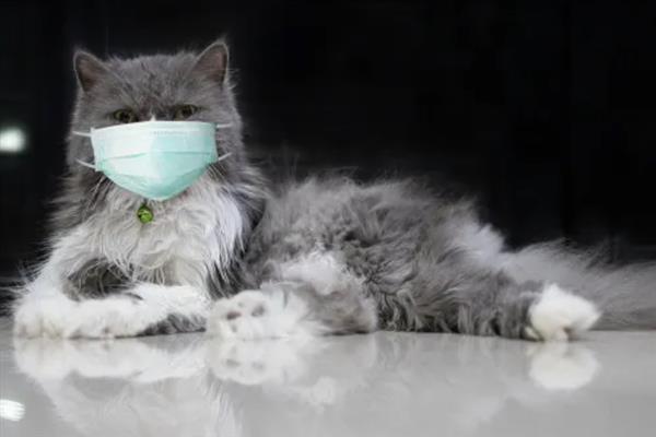 猫冠状病毒是怎么传播的，通过分泌物和排泄物传播